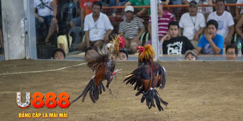 vn88 đăng nhập mậu binh khuyến mãi