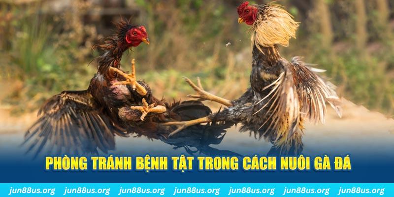 vn88 Bài Poker Bonus
